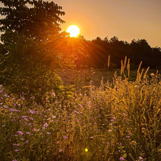 istock Sunset trough the flowers 1296902944