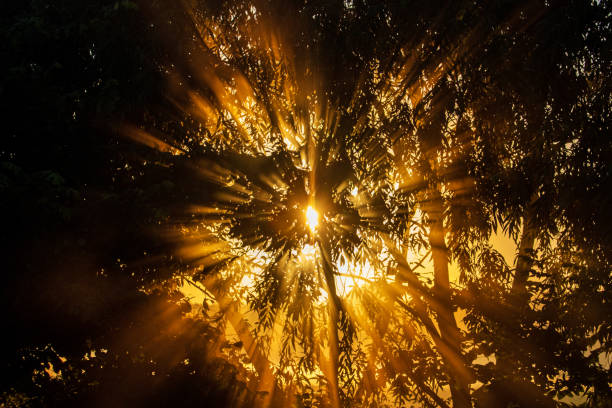 istock sunrise in the jungle rays shine through the foliage 1296903971