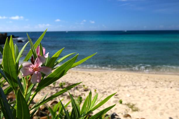 istock Pink flower by sea 1296904062