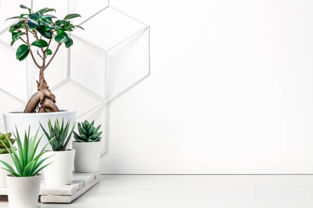 Creative hipster's desk at a white wall. A natural space for hobbies and work. Succulents and bonsai on a wooden stand. Metal graphic board - toolbox. Copy space for text
