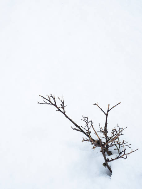 istock Herbs growing out of the white snow 1296905839