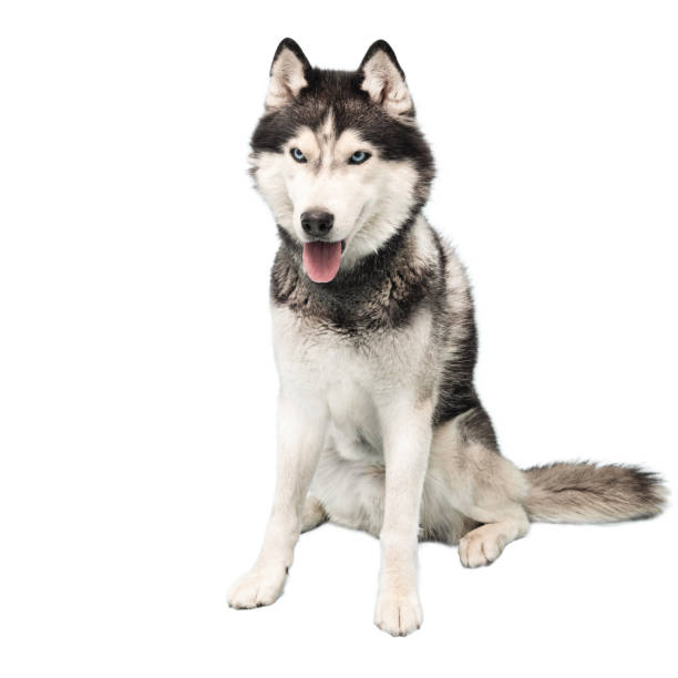 istock Siberian husky, 5 years old, siting in front of white background, izolated 1296905860