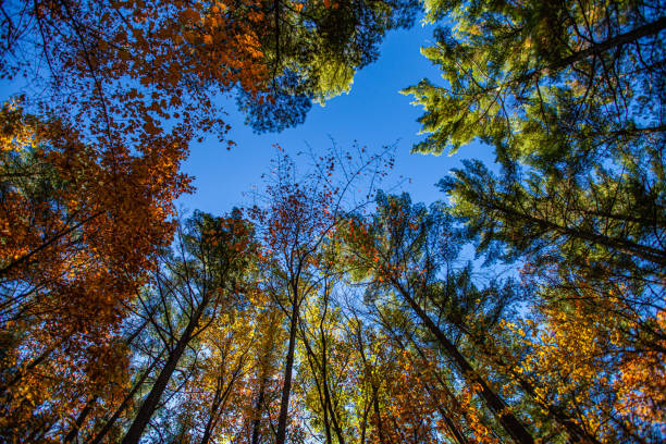 Colorful, Wisconsin, autumn trees in October during the morning, horizontal