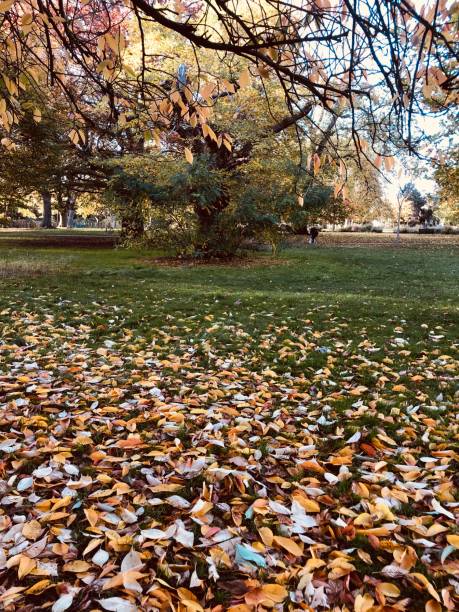 istock Autumn in London 1296908517