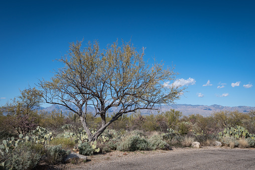 A foreground Joshua tree silhouetted against a post-storm sky with other Joshua trees dotting the surrounding scrubland.