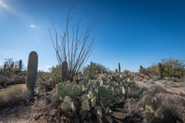 ocotillo tree en el desierto - photography north america cactus plant fotografías e imágenes de stock