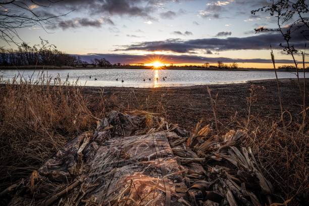 Layout blind hunt Duck hunting from layout blind water bird stock pictures, royalty-free photos & images