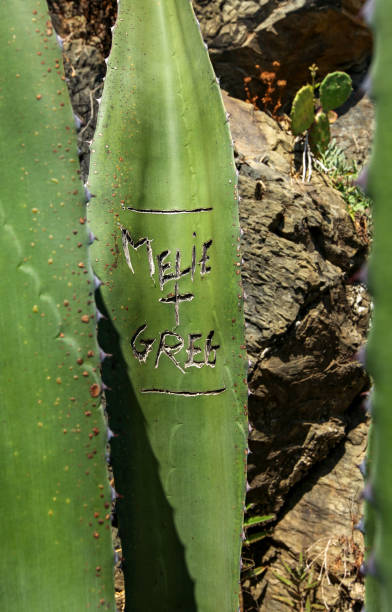 istock Aloe leaves  thoughtlessly damaged by tourists. 1296909776