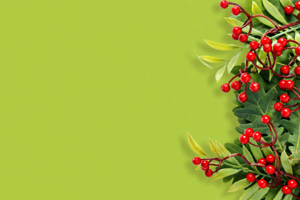 Holly berries in winter, this is a close-up image for use as a background.