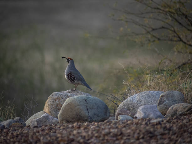 Nature in the Desert