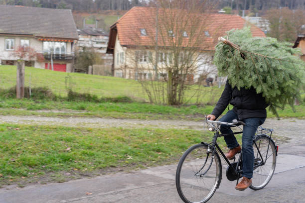 Man transport Christmas tree by bicycle. stock photo