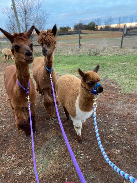 Alpaca walking Taking the alpacas to their paddock brown llama on the field stock pictures, royalty-free photos & images