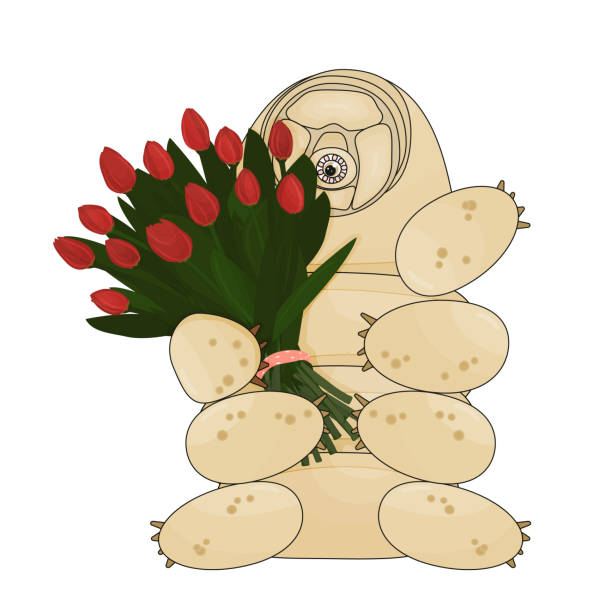 The beige tardigrade holds a bouquet of red tulips, which consists of thirteen flowers. Gift is tied with pink polka dot ribbon. Animal is isolated on white background The beige cute tardigrade holds a bouquet of red tulips, which consists of thirteen flowers. Gift is tied with pink polka dot ribbon. Animal is isolated on white background water bear stock illustrations