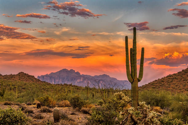zachód słońca w sonoran - sonoran desert desert arizona saguaro cactus zdjęcia i obrazy z banku zdjęć