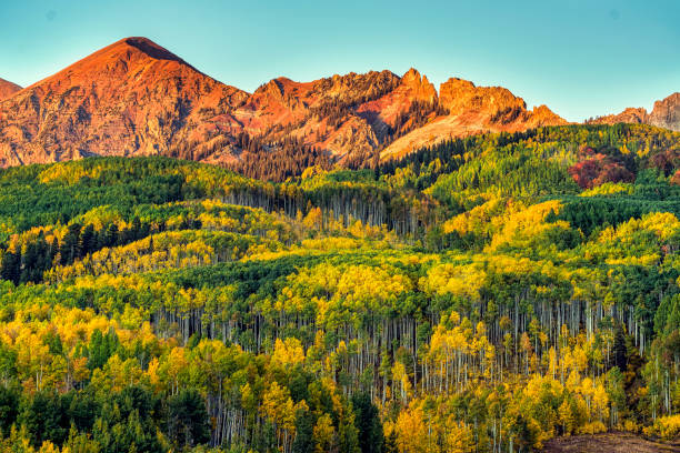 istock Autumn Aspen Color 1296914179
