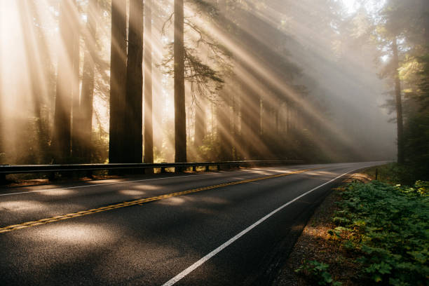God light among Redwoods near road with fog