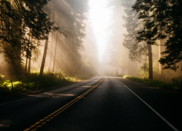 God light among Redwoods near road with fog