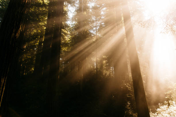 God light among Redwoods near road with fog