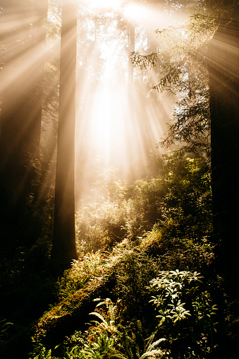 God light among Redwoods near road with fog