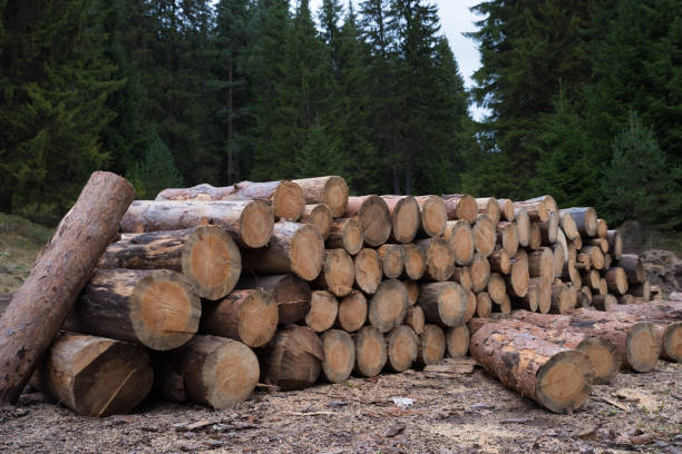 istock Forest clearing of dead trees, destroyed by bark beetle. Ecological problem. 1296915679