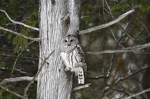 Barred Owl in the wild sitting perched in a cedar tree