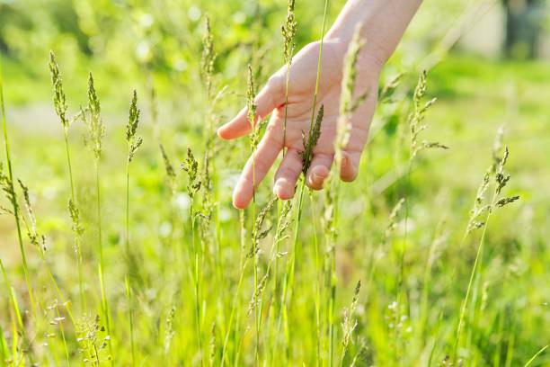 istock Spring time, woman's hand with green field herbs 1296916716