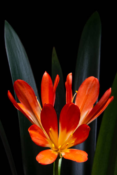 istock Clivia Miniata / Lirio Kaffir 1296916759