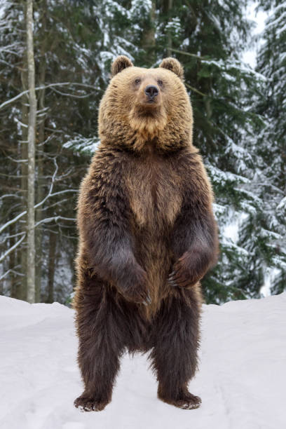 istock Close-up brown bear standing on his hind legs in the winter forest 1296916903