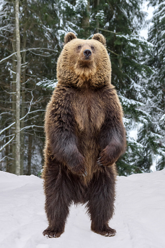 Close-up brown bear standing on his hind legs in the winter forest. Danger animal in nature habitat. Big mammal. Wildlife scene