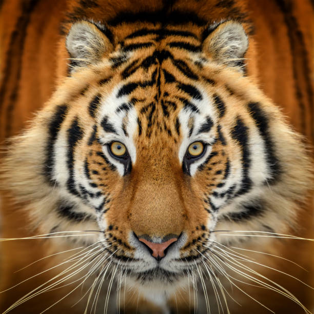 istock Close up tiger portrait. Animal looking on camera 1296916918