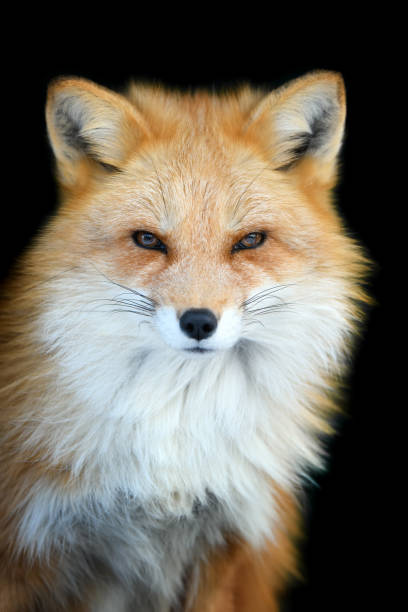 istock Close up view red fox. Wild animal isolated on a black background 1296916922