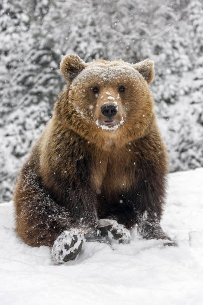 oso pardo de cerca sentado en una pose divertida en el bosque de invierno - winter bear fotografías e imágenes de stock