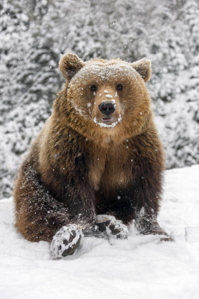 Close-up brown bear sitting in a funny pose in winter forest. Danger animal in nature habitat. Big mammal. Wildlife scene