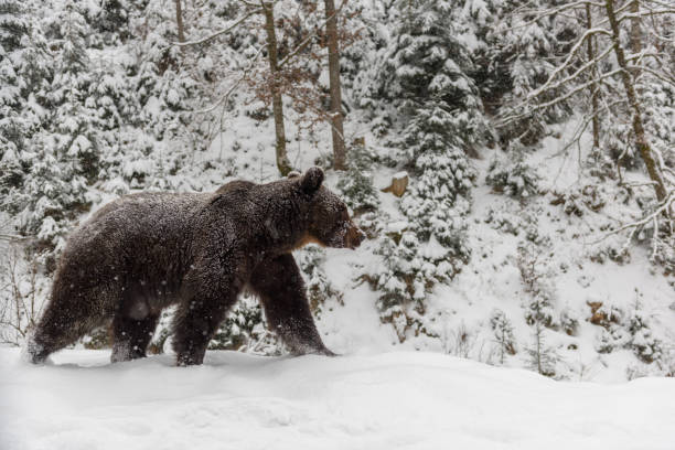 istock Close wild big brown bear in winter forest 1296916932