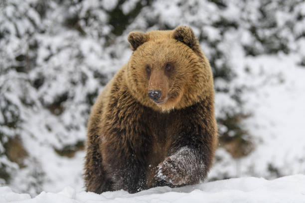 istock Close wild big brown bear in winter forest 1296916942