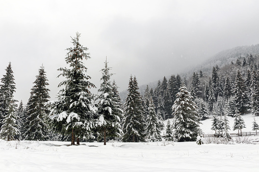 Winter fir and pine forest covered with snow after strong snowfall. Beautiful landscape