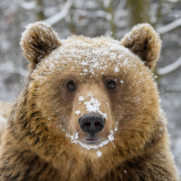 istock Close wild big brown bear portrait in winter forest 1296916948