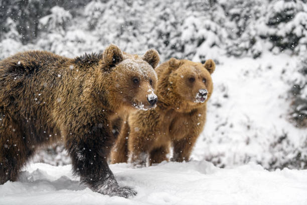 istock Close wild big brown bear in winter forest 1296916956