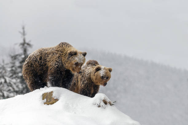 istock Close-up two brown bear in winter forest 1296916980