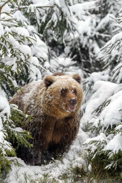 istock Close wild big brown bear in winter forest 1296916981
