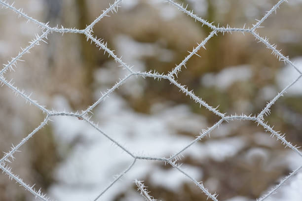 istock A thin metal fence is covered with frost and ice crystals, against a blurred background in nature 1296917841