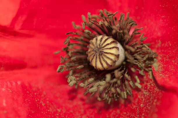 istock Close up of poppy 1296918114