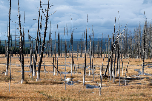 Ghost trees at Lower Geyser Basin, Yellowstone National Park, Wyoming, USA