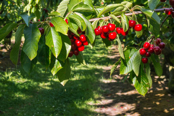 istock cherry orchard with ripe Stella cherries hanging on tree branch 1296918943