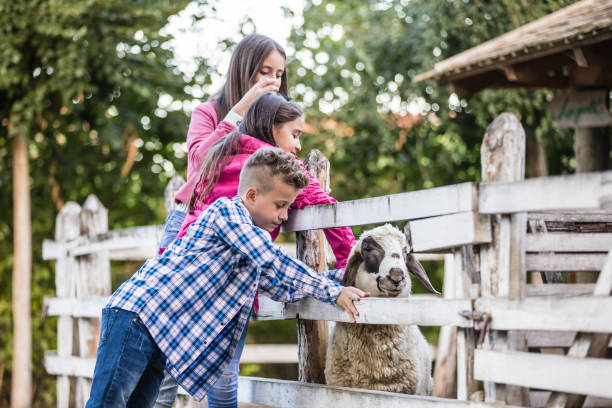 istock Happy children spend the weekend on a sheep farm. 1296919471