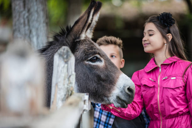 istock Happy children having fun at farm ranch and  touching a donkey 1296919475