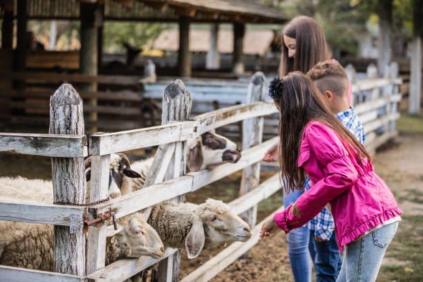 istock Happy children spend time on a sheep farm. 1296919483