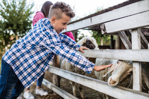 istock Happy children spending great time on a sheep farm. 1296919532