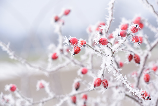 Frost on red berries growing on bush twigs, wintertime in the mountains