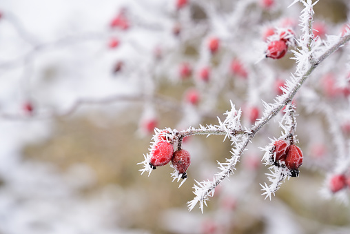 In winter when there is frost and sub-zero temperatures, a bush with rose hips is covered with ice and ice crystals